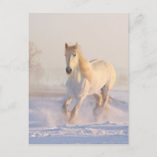 Cartão Postal Cavalo Branco Lindo Correndo na Neve