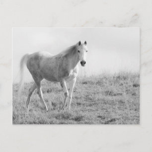 Cartão Postal Cavalo branco monocromático