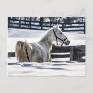 Cartão Postal Cavalo Branco Na Neve