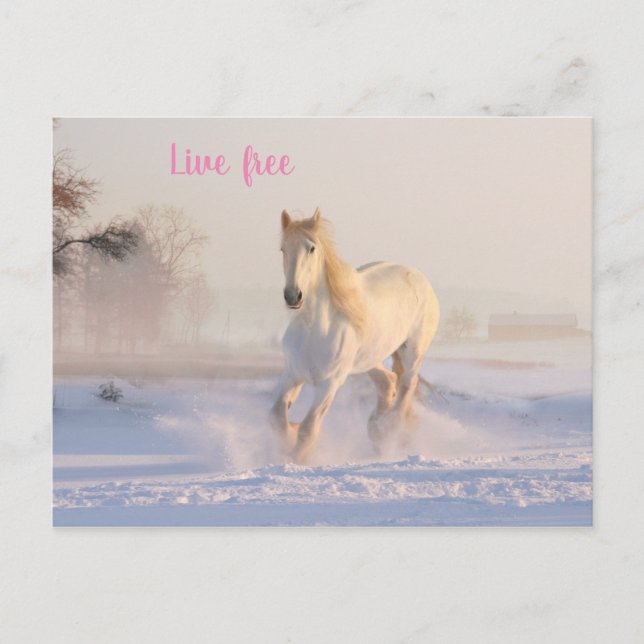 Cartão Postal cavalo branco na neve (Frente)