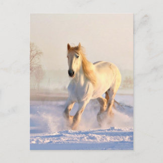 Cartão Postal Cavalo Branco, Neve Branca