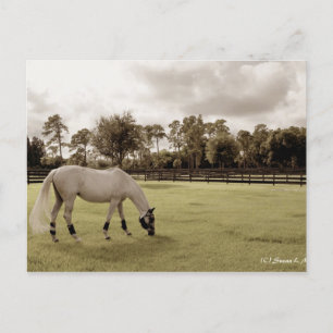 Cartão Postal cavalo branco no pastoreio antigo