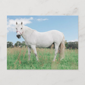 Cartão Postal cavalo branco numa campina