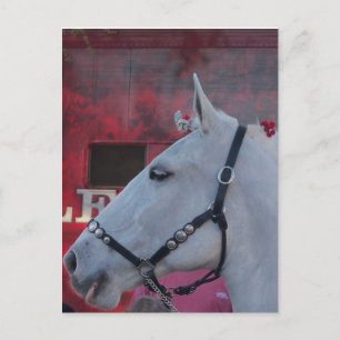 Cartão Postal cavalo branco puro com ponte preta e flores vermel