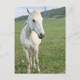 Cartão Postal Cavalo Branco Solitário