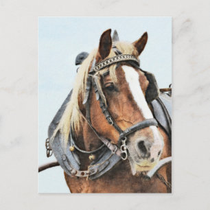 Cartão Postal Cavalo bretão em harness