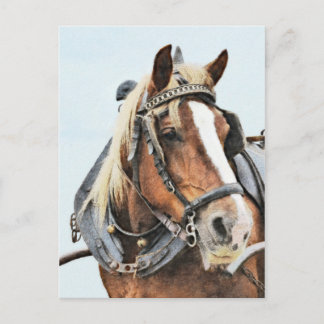 Cartão Postal Cavalo bretão em harness