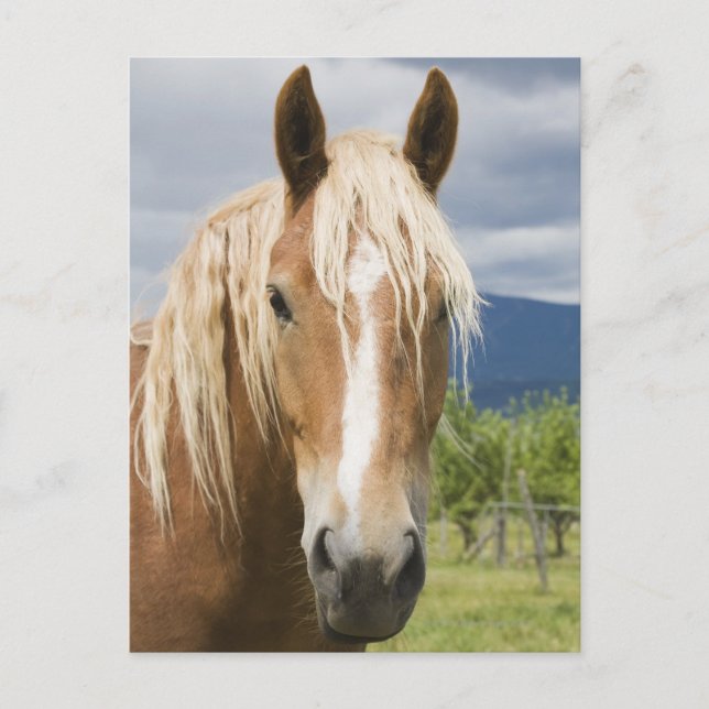 Cartão Postal Cavalo castanho claro (Frente)