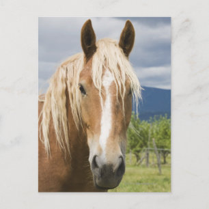 Cartão Postal Cavalo castanho claro