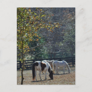 Cartão Postal Cavalo castanho e pintado com névoa