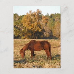Cartão Postal Cavalo castanho no campo da árvore amarela