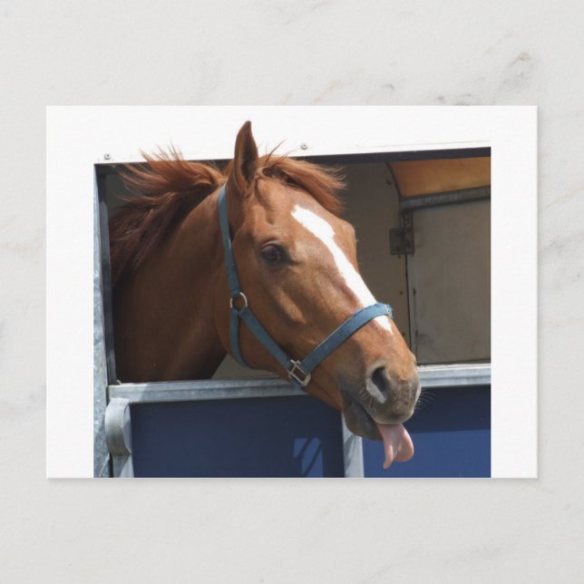 Cartão Postal Cavalo Chestnut Cheio (Frente)