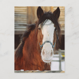 Cartão Postal Cavalo Clydesdale