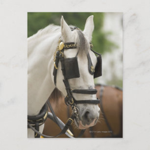 Cartão Postal Cavalo com antolhos