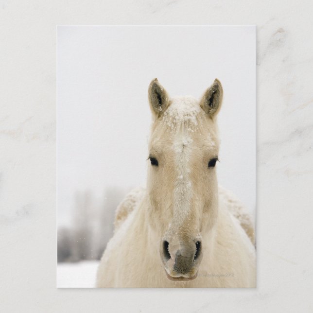 Cartão Postal Cavalo com neve na cabeça (Frente)
