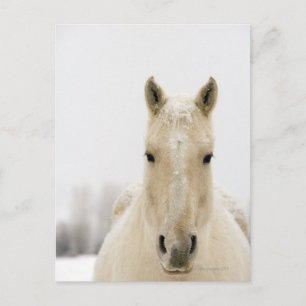 Cartão Postal Cavalo com neve na cabeça