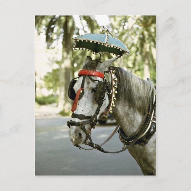 Cartão Postal Cavalo com sol, Madrid, Espanha (Frente)