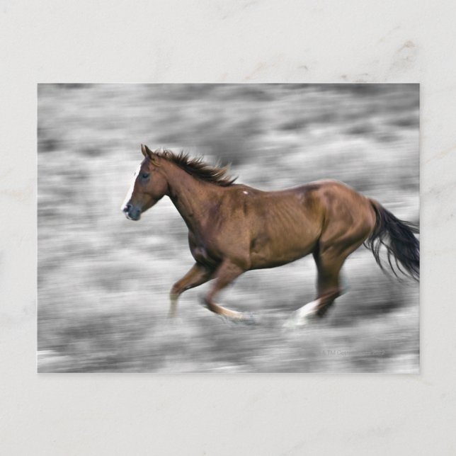 Cartão Postal Cavalo correndo (Frente)