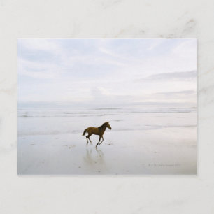 Cartão Postal Cavalo correndo na praia