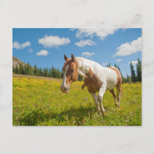 Cartão Postal Cavalo Curioso em uma Campina Alpina no Verão