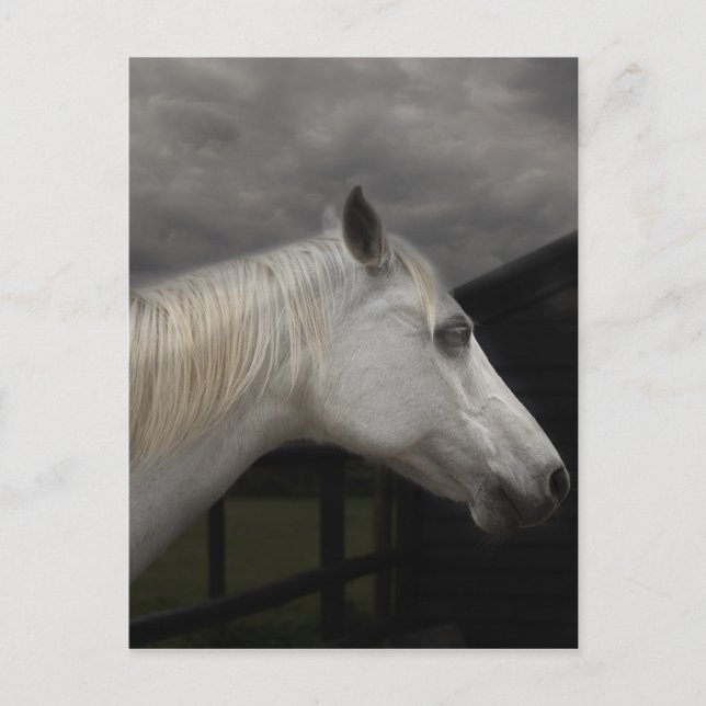 Cartão Postal Cavalo da tempestade (Frente)