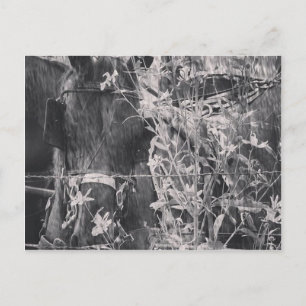 Cartão Postal Cavalo de Amish no Grunge Negro e Branco