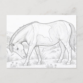 Cartão Postal Cavalo de Assateague