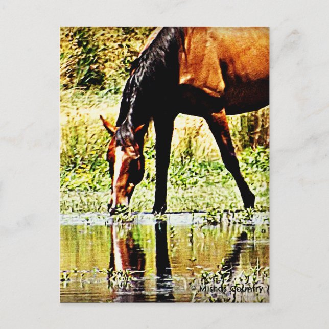 Cartão Postal Cavalo de baía "Reflexões" (Frente)