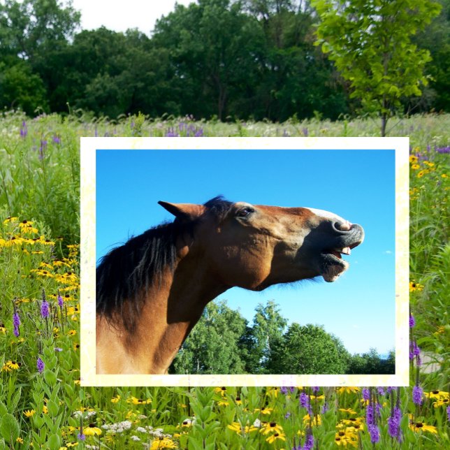 Cartão Postal Cavalo de baía sussurrando no ar (Criador carregado)