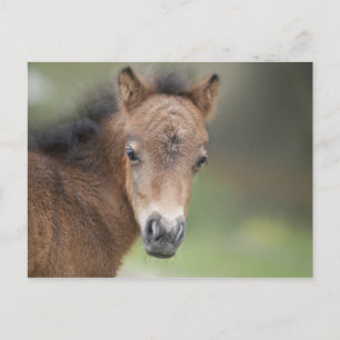 Cartão Postal Cavalo de Bebê de Pé Bonito