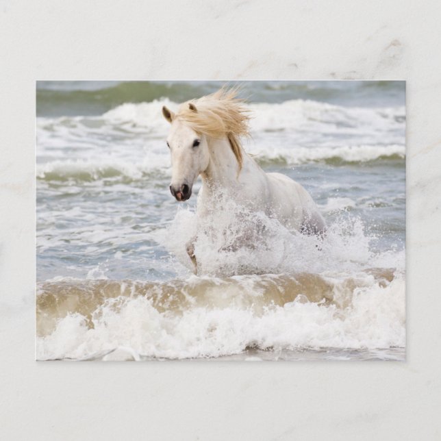 Cartão Postal Cavalo de Camargue no Surf (Frente)
