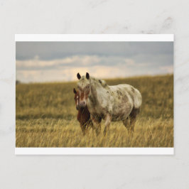 Cartão Postal Cavalo de cinza com Bebê