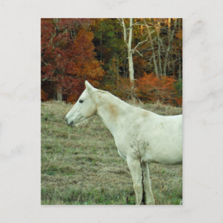 Cartão Postal Cavalo de Creme Branco em um Campo de Outono