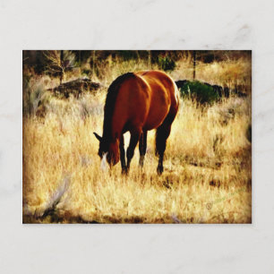 Cartão Postal Cavalo de Cruzamento