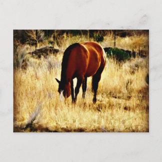 Cartão Postal Cavalo de Cruzamento