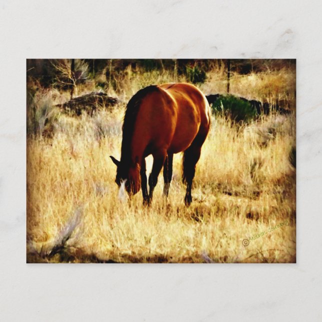 Cartão Postal Cavalo de Cruzamento (Frente)