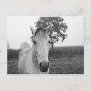 Cartão Postal Cavalo de Fotografia de fazenda Preto e Branco