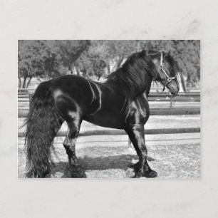 Cartão Postal Cavalo de garanhão preto