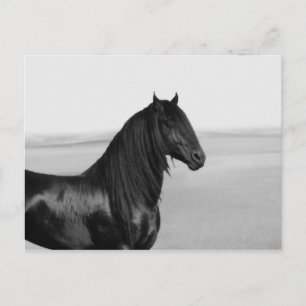 Cartão Postal Cavalo de garanhão preto da Frísia orgulhosa