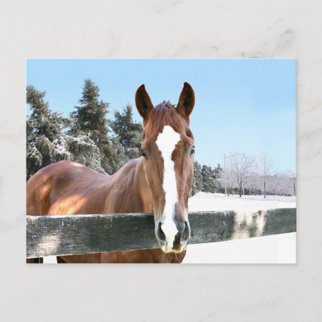 Cartão Postal Cavalo de inverno (Frente)