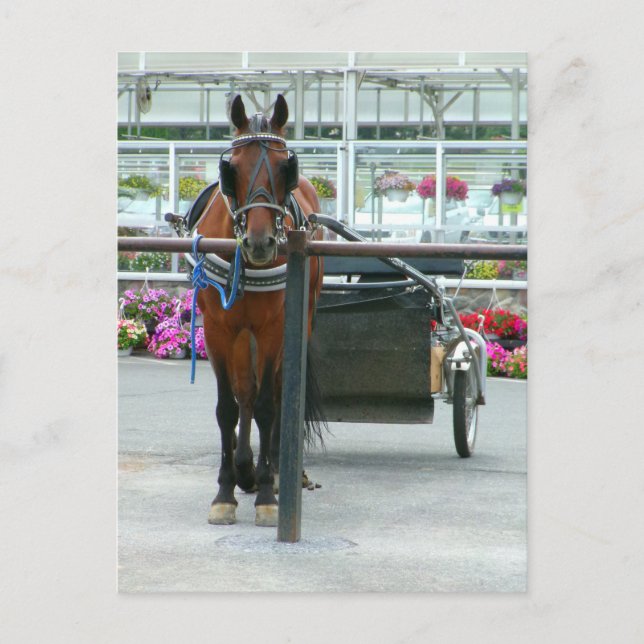 Cartão Postal Cavalo de Lancaster (Frente)