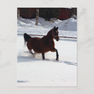 Cartão Postal Cavalo de Neve
