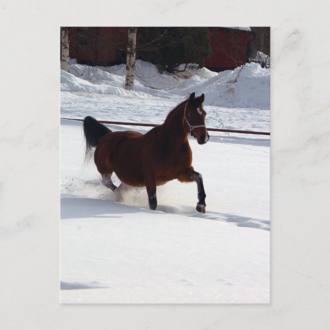 Cartão Postal Cavalo de Neve (Frente)