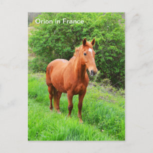 Cartão Postal Cavalo de Órion na França