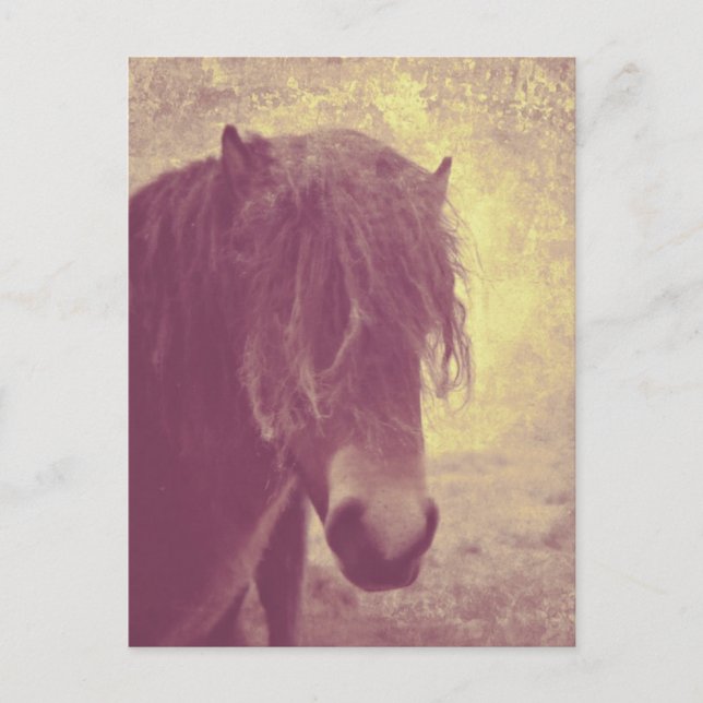 Cartão Postal Cavalo de Praia (Frente)