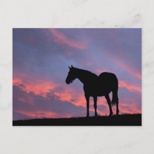 Cartão Postal Cavalo de raça pura Silhuetado no nascer do Sol