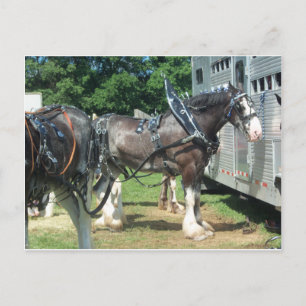 Cartão Postal Cavalo de Rascunho