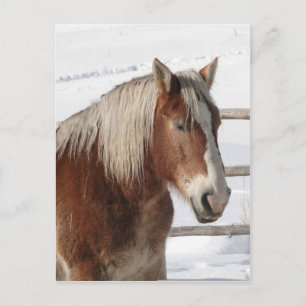 Cartão Postal Cavalo de rascunho