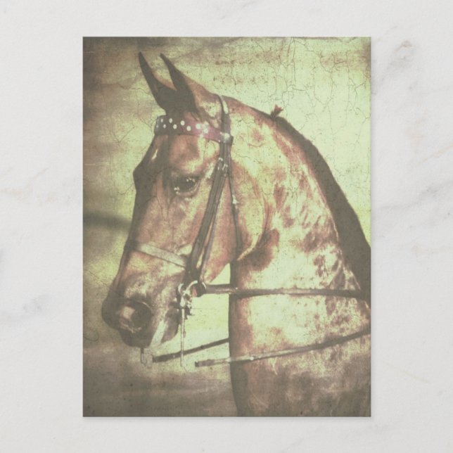 Cartão Postal Cavalo de Saddlebred (Frente)