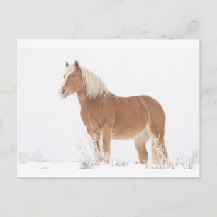 Cartão Postal Cavalo de sorriso do Palomino na neve